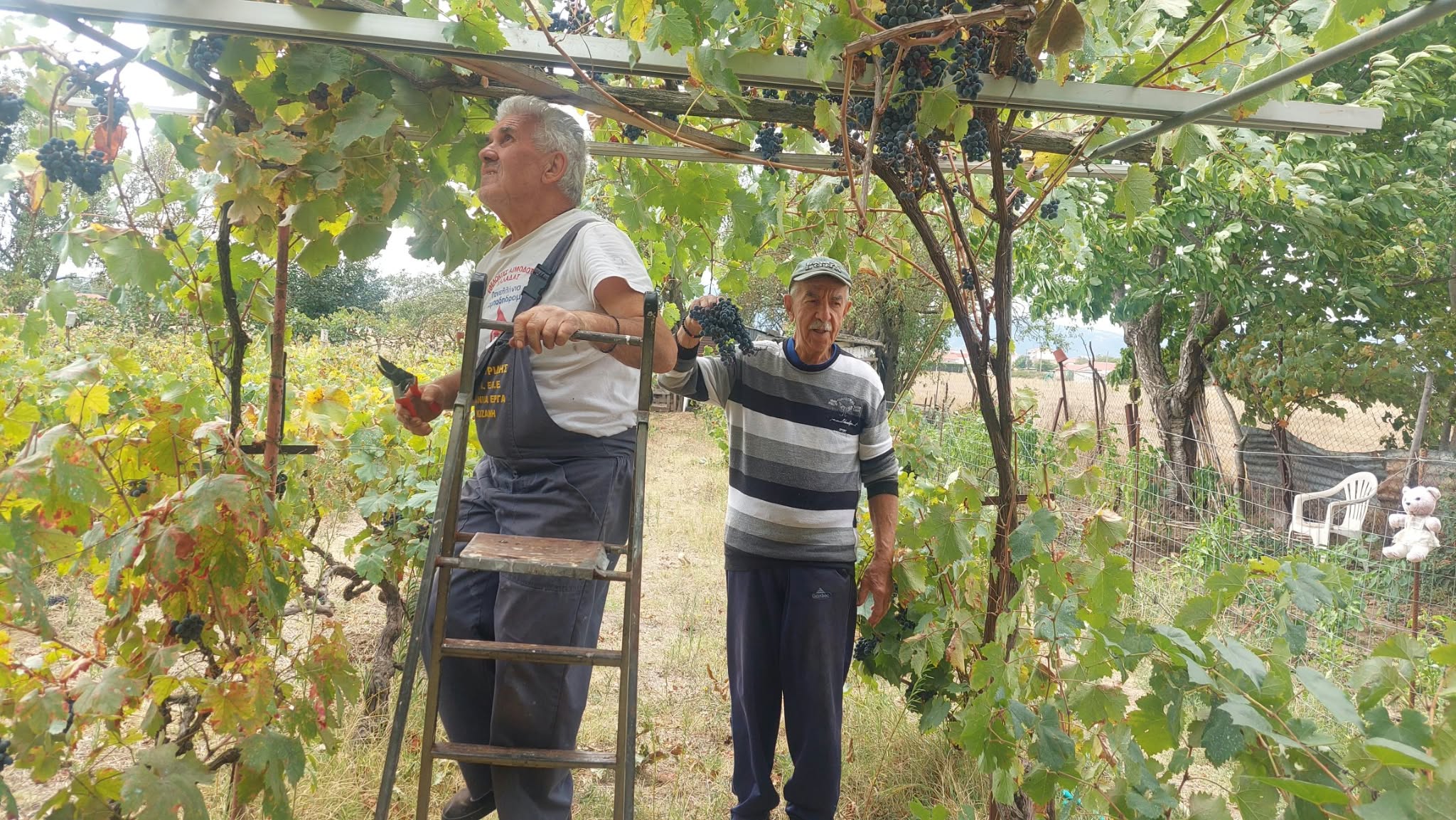 Συγκομιδή σταφυλιών στον αμπελώνα