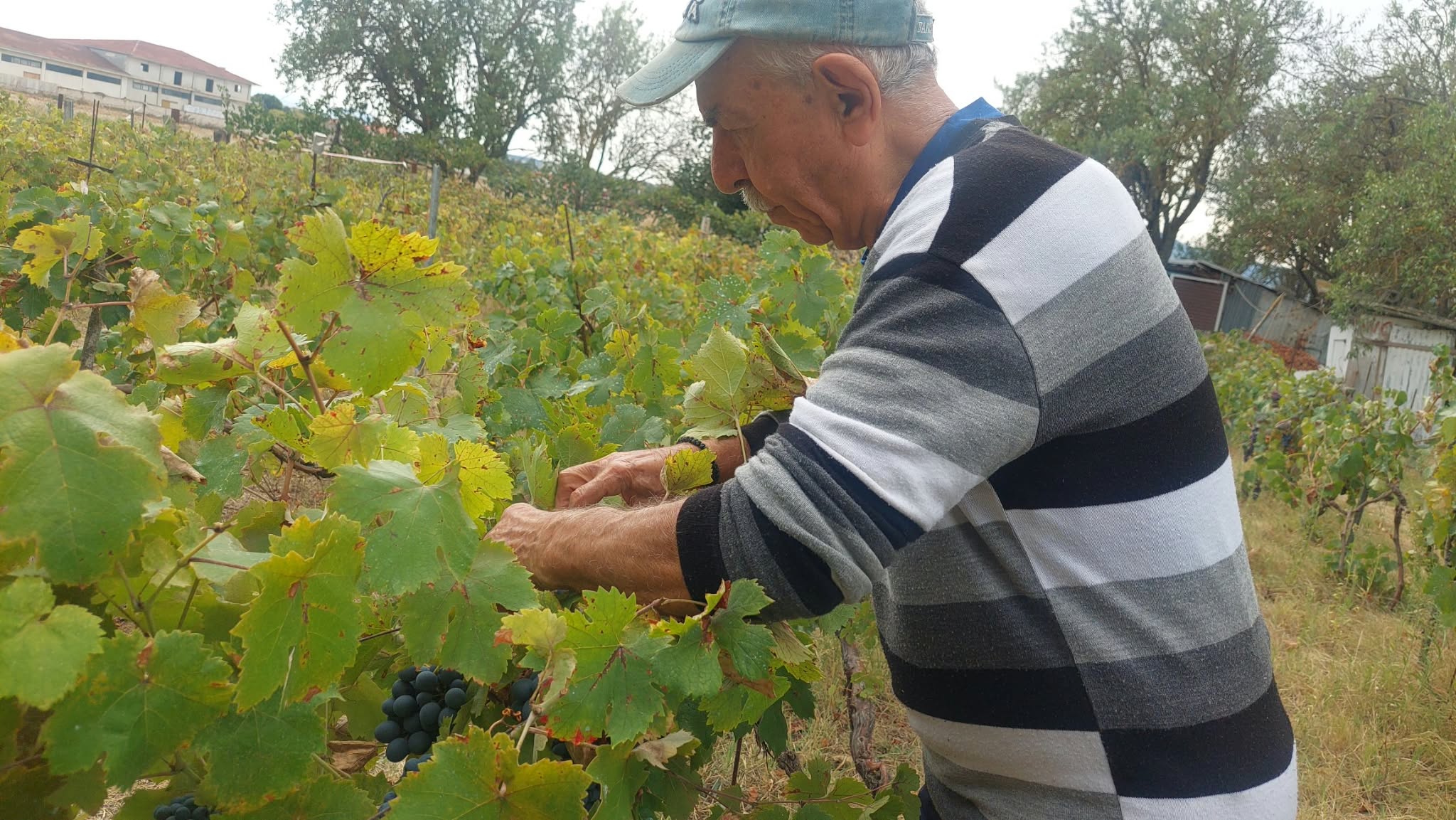 Τρυγητές κατά τη διάρκεια της συγκομιδής