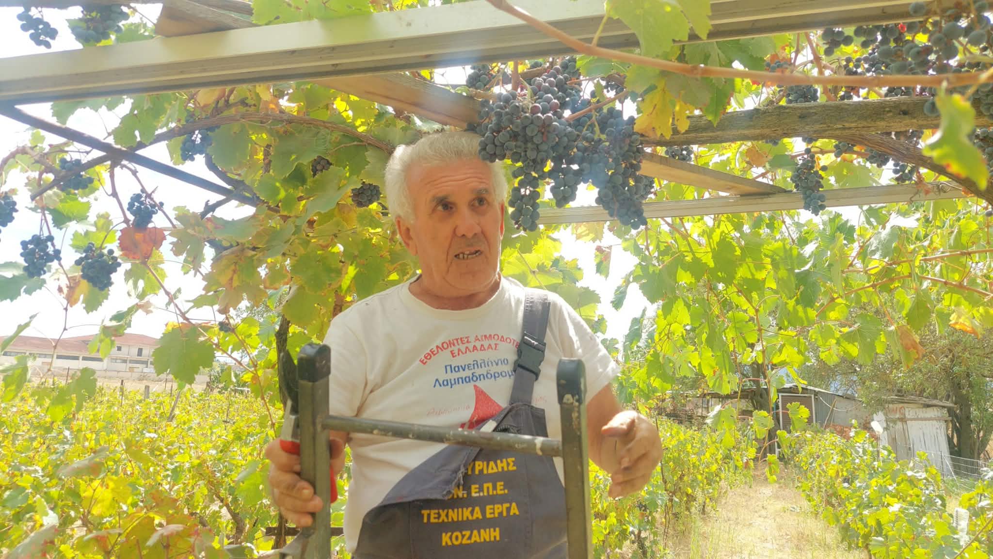 Σταφύλια και προϊόντα του τρύγου