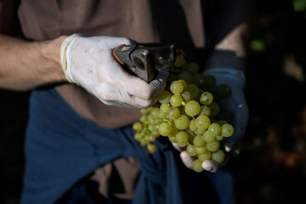 Κλιματική αλλαγή: Λιγότερο, αλλά καλύτερο το κρασί της Ελλάδας και των Βαλκανίων