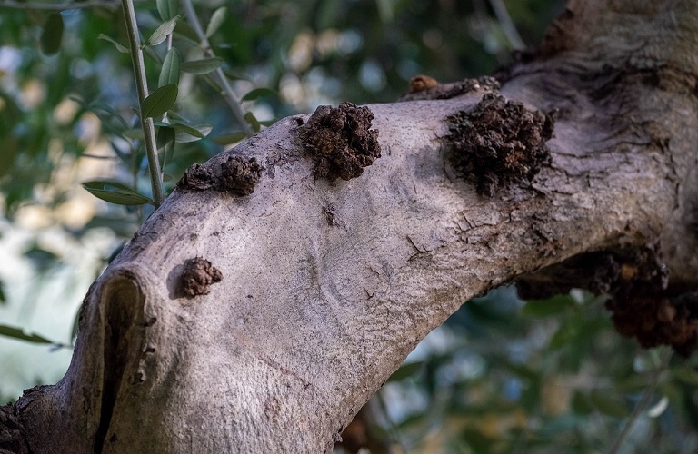 Η τεχνολογία AI ως ασπίδα για την προστασία των ελαιόδεντρων από τα παράσιτα