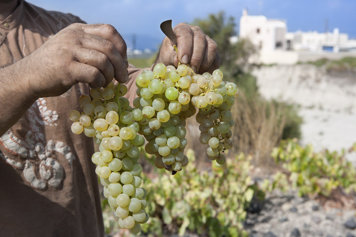 Santo Wines