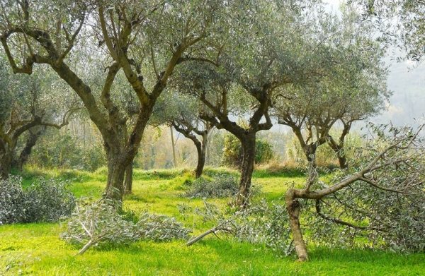 Γιατί δεν πέφτει η τιμή του ελαιόλαδου, ενώ οι παραγωγοί πωλούν φτηνά;