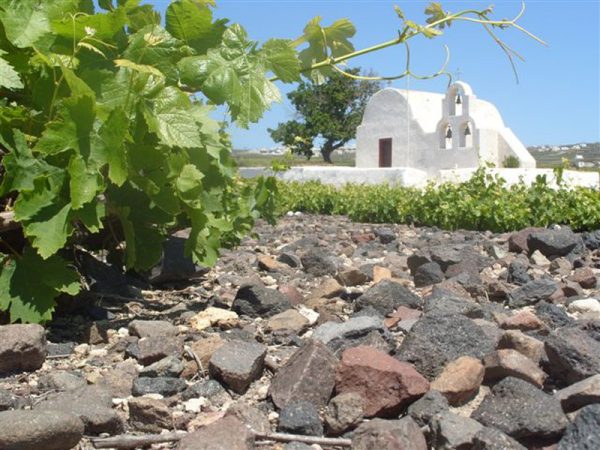 Σαντορίνη: SOS εκπέμπει ο αμπελώνας – Προβλέψεις για μηδενισμό της παραγωγής μέχρι το 2042 3 Σαντορίνη