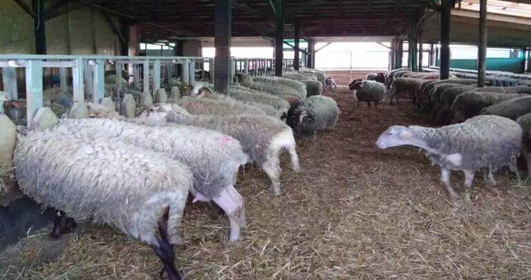 Καστοριά: Επιβεβαιώθηκαν νέα κρούσματα ευλογιάς αιγοπροβάτων στον Γέρμα