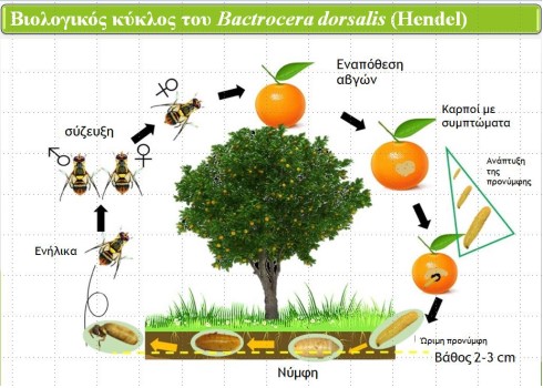 Εμφάνιση στη Χώρα μας του επιβλαβούς οργανισμού καραντίνας Bactrocera dorsalis