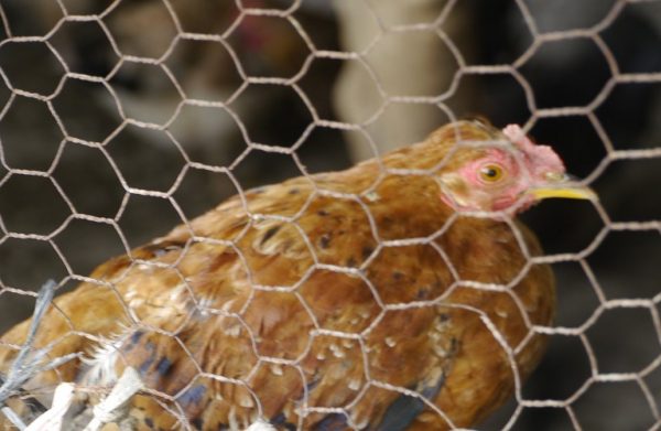 Γρίπη των πτηνών: Ραγδαία αύξηση κρουσμάτων - Κίνδυνος επανεμφάνισης στην Ελλάδα