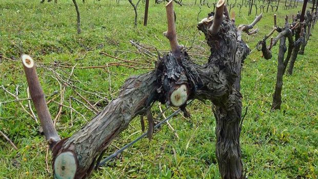 Αμπέλι: Χειμερινές επεμβάσεις για τις ασθένειες ξύλου