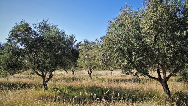 Ελιά: Πώς θα προστατέψετε τα δέντρα το χειμώνα