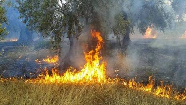 Ενισχύσεις: Πώς θα αποζημιωθούν οι πυρόπληκτες δενδρώδεις καλλιέργειες