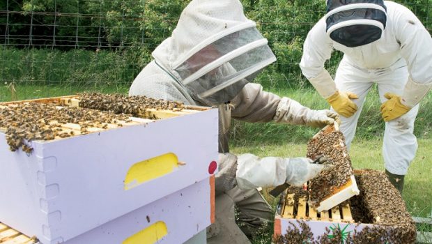 Κέντρα Μελισσοκομίας: Οι δικαιούχοι και το ύψος επιχορήγησης