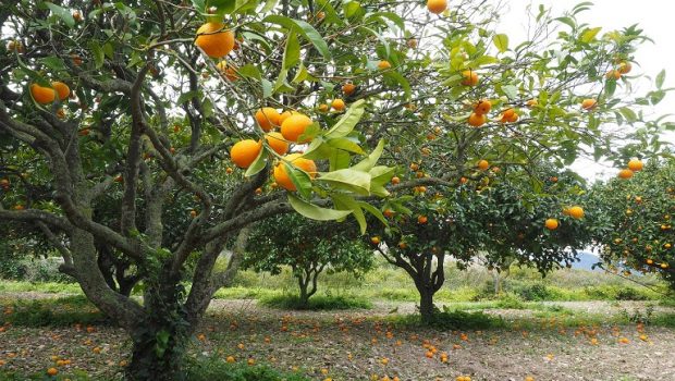 Εσπεριδοειδή: Διπλά ζημιωμένοι οι παραγωγοί