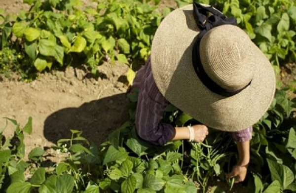 Νέοι αγρότες: Νέα επικαιροποιημένα αποτελέσματα – Οι δικαιούχοι