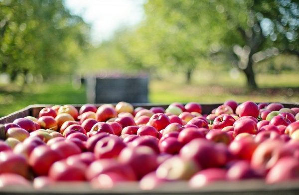 WAPA: Πώς διαμορφώνονται τα αποθέματα μήλων και αχλαδιών