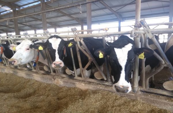 Κτηνοτροφία: Λιγότερο το γάλα, μειωμένα τα κοπόδια – Πώς διαμορφώνεται η τιμή παραγωγού