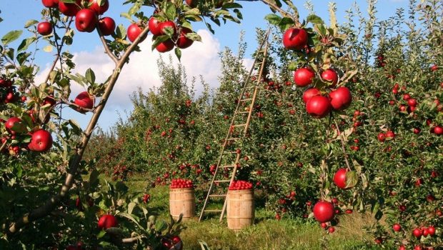 ΥπΑΑΤ: Αποζημιώσεις μηλοκαλλιεργητών – Ποιους αφορά