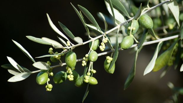 Χαλκιδική: Η έλλειψη εργατικών χεριών πήγε πίσω την συγκομιδή επιτραπέζιας ελιάς