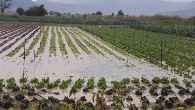 ΕΛΓΑ: Νέες ΚΥΑ για αποζημιώσεις φυτικού κεφαλαίου