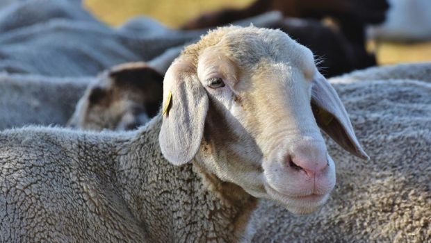 Zootechnia: Σημείο αναφοράς για κτηνοτροφία και πτηνοτροφία