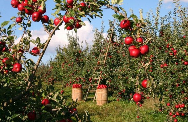 Καστοριά: Κακή χρονιά για τα μήλα – Πάνω από 18 εκατ. ευρώ η απώλεια εισοδήματος