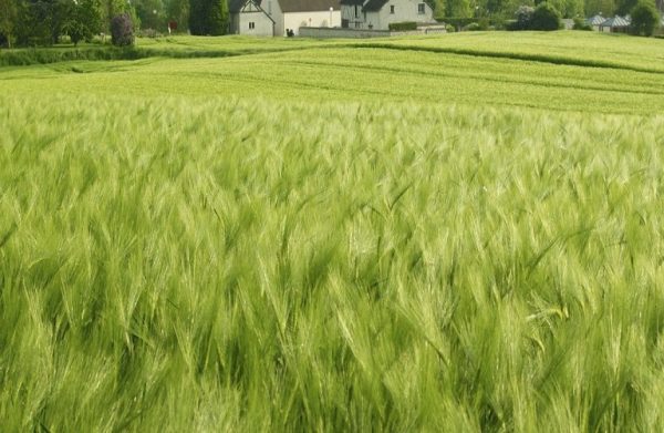 ΟΣΔΕ 2023: Τι προβλέπεται για αγροτεμάχια, μισθωτήρια, κτηματολόγιο