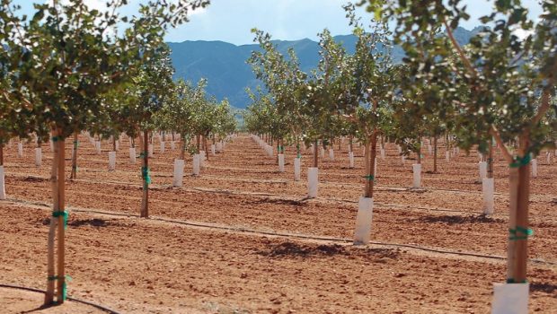 Φιστικιά: Καιρός για λίπανση και κλάδεμα – Τι να προσέξετε