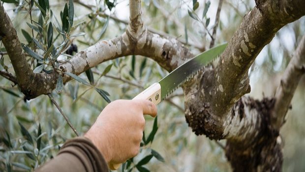 Ελιά: Οδηγίες χειμερινής φυτοπροστασίας και κλαδέματος