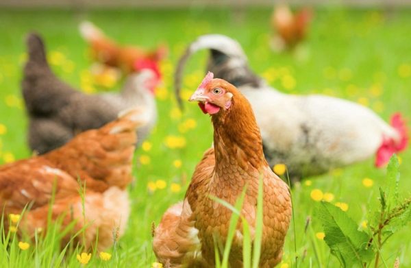 ΕΕ: Ειδικοί κανόνες για τον έλεγχο της γρίπης των πτηνών