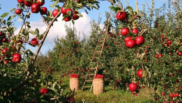 Μήλα: Ενίσχυση των παραδοσιακών καλλιεργητών της Αιγιάλειας και των Καλαβρύτων