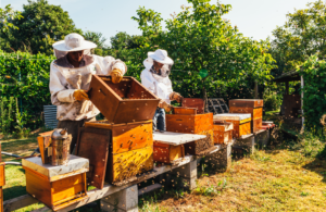 Δύο μελισσοκόμοι φορώντας τις προστατευτικές στολές μαζεύουν μέλι στην ύπαιθρο