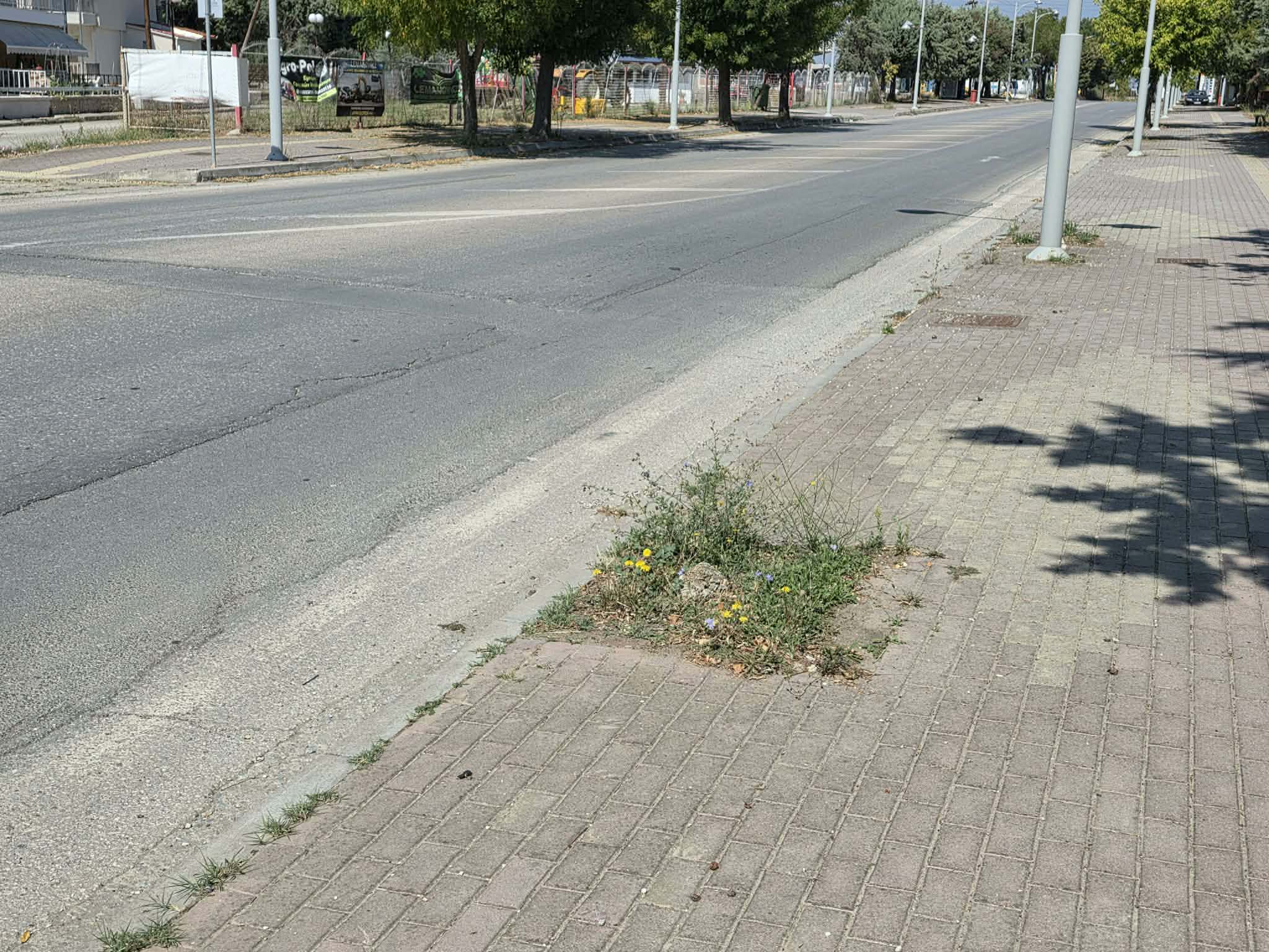 Πτολεμαΐδα: Καταγγελία για δέντρα που δεν αντικαταστάθηκαν στον δρόμο των Εργατικών Κατοικιών 1 Δενδροδόχος χωρίς δέντρο στον δρόμο Πτολεμαΐδας – Εργατικών Κατοικιών