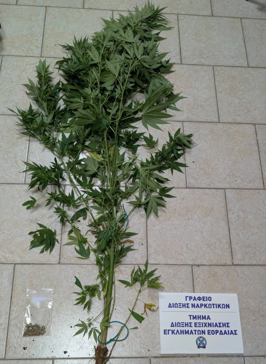 Δενδρύλλιο κάνναβης που κατασχέθηκε στην περιοχή της Εορδαίας