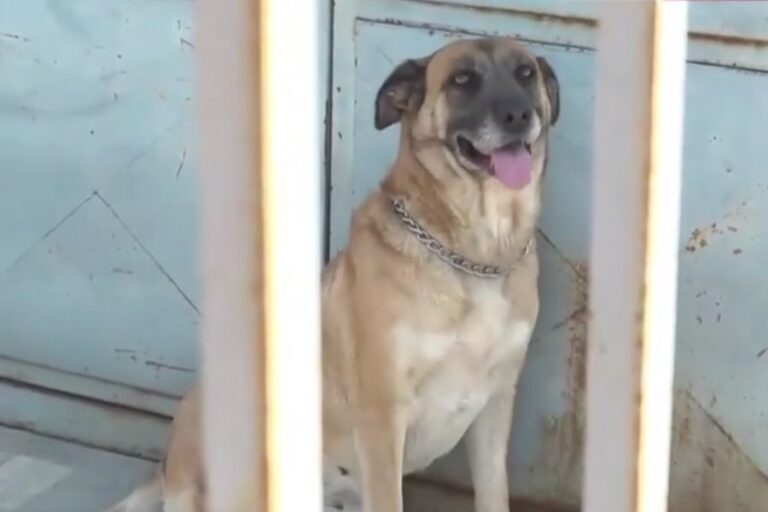 «Προσπαθούσα να βγάλω τον σκύλο από τα δόντια του, δάγκωνε με μανία»: Η 26χρονη περιγράφει την επίθεση στο Μενίδι