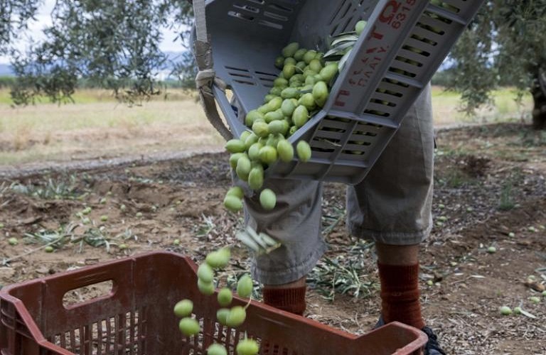 Ελιά: Με εργαλείο την Τεχνητή Νοημοσύνη η συγκομιδή – Το ισπανικό «πείραμα»