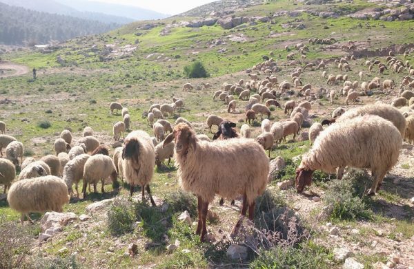 Πανώλη των αιγοπροβάτων: Οργισμένοι με την κυβέρνηση οι παραγωγοί - «Μας φέρεστε λες κι είμαστε αγράμματοι»