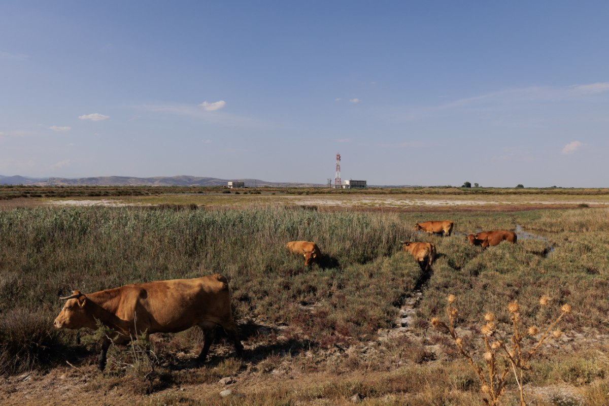 Πώς η λειψυδρία αφυδατώνει την ελληνική οικονομία 1 Αγελάδες βόσκουν στο Δέλτα του Έβρου που πλήττεται από ξηρασία στις 20 Ιουλίου 2025 (SOOC)