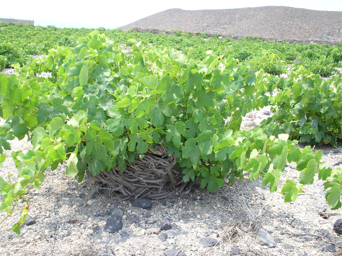 Σαντορίνη: SOS εκπέμπει ο αμπελώνας – Προβλέψεις για μηδενισμό της παραγωγής μέχρι το 2042 1 Σαντορίνη