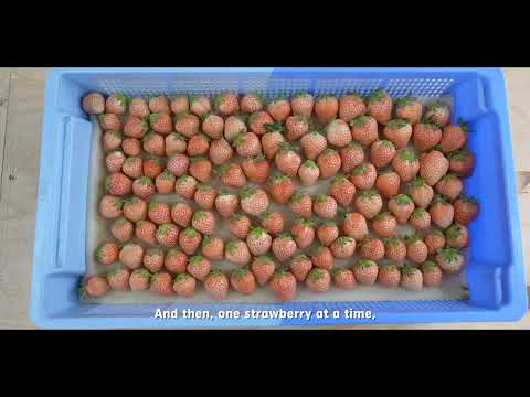 Φρενίτιδα για τα φρούτα πολυτελείας - Ποιοι δίνουν 120 δολάρια για ένα πεπόνι και 89 δολάρια για μια φράουλα 1 YouTube thumbnail